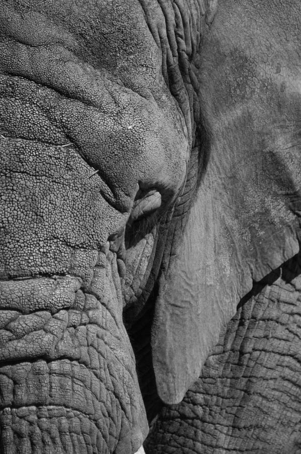 Elephant Bw Photograph