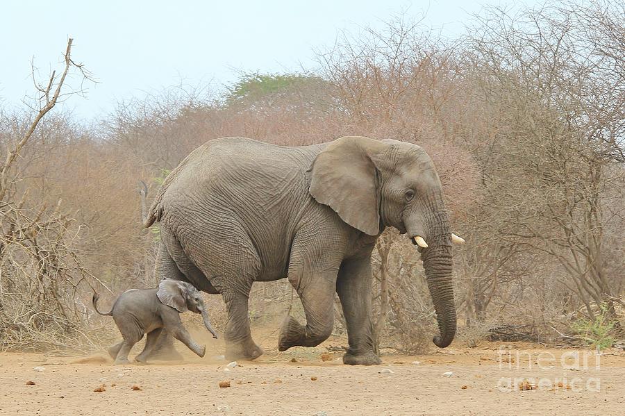 Elephant Calf And Dad Photograph