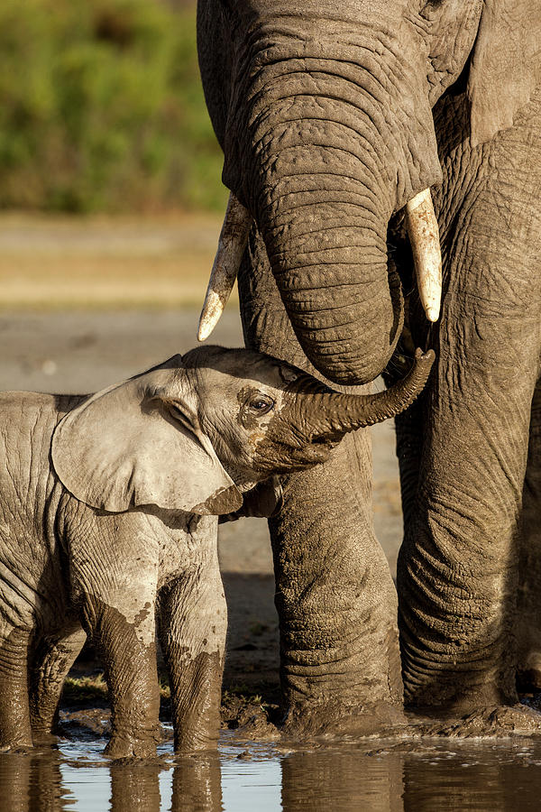 Elephant Calf And Mother, Ngorongoro Photograph by Paul Souders