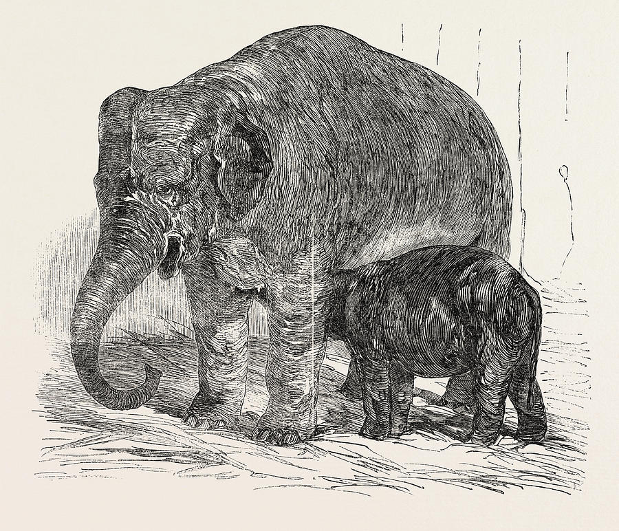 Elephant Calf, In The Menagerie Of The Zoological Society Drawing by