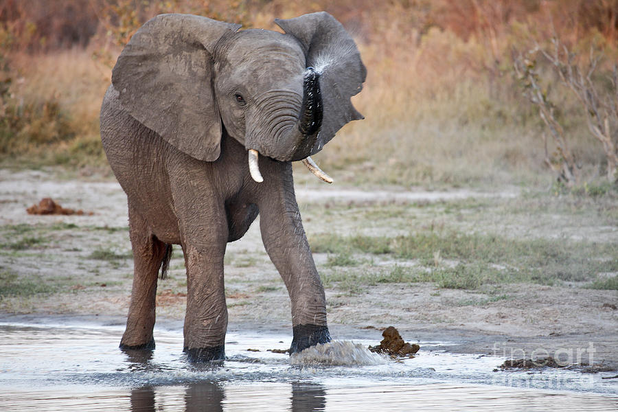 Elephant calf spraying water Photograph by Liz Leyden