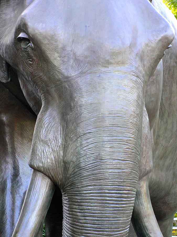 Elephant Photograph - Elephant by Norma Brock
