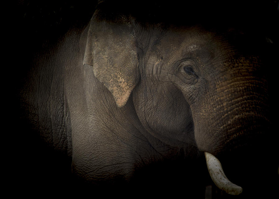Elephant  Photograph by Chris Smith