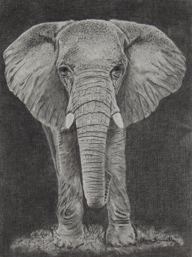 Elephant Drawing by Christine Brunette