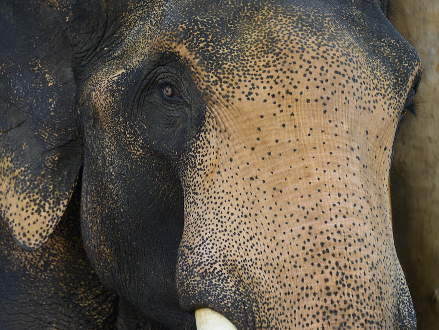 Elephant Close Up Photograph by Bob VonDrachek