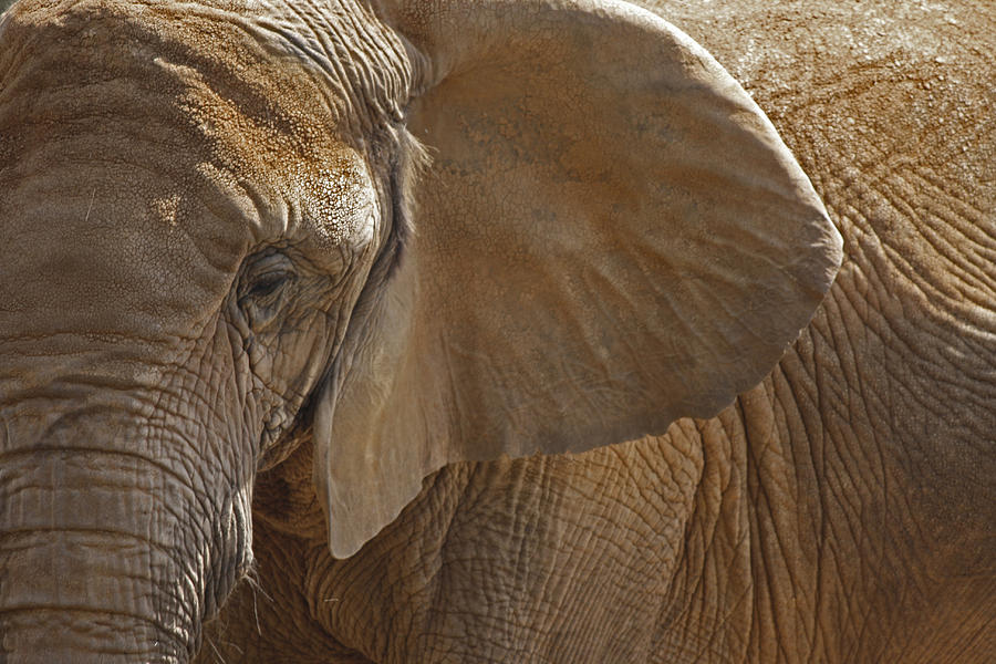 Elephant Close Up Photograph by Deb Fruscella - Fine Art America