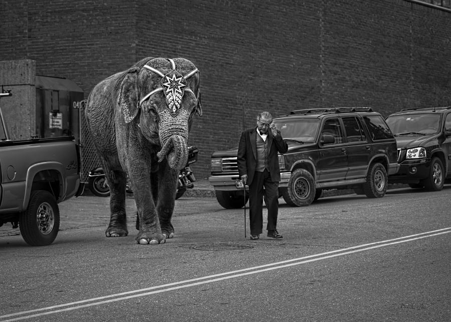 Elephant Crossing Photograph by Bob Orsillo
