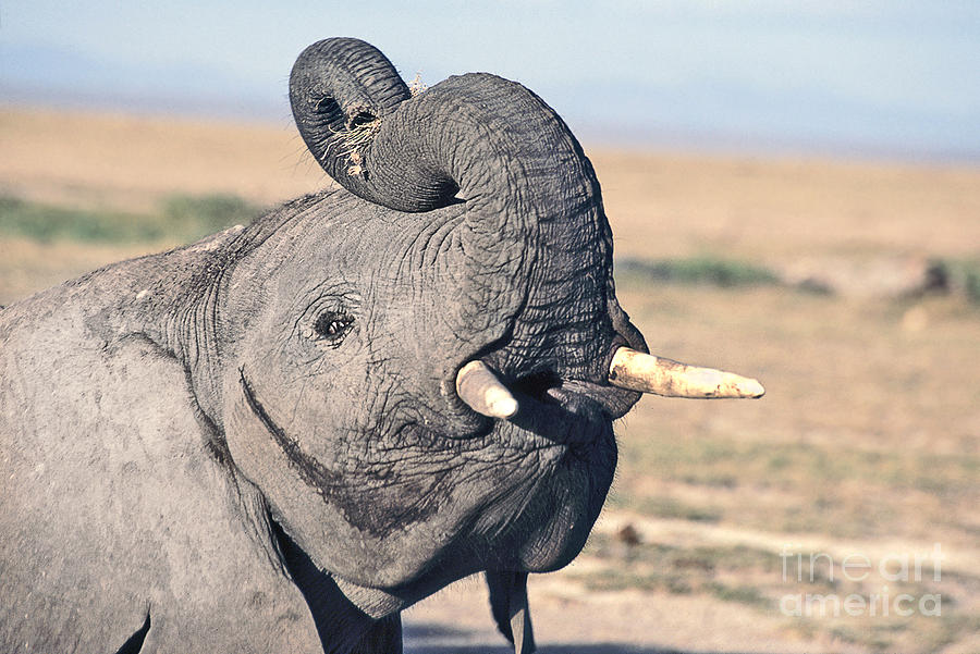 Elephant curling trunk Photograph by Liz Leyden