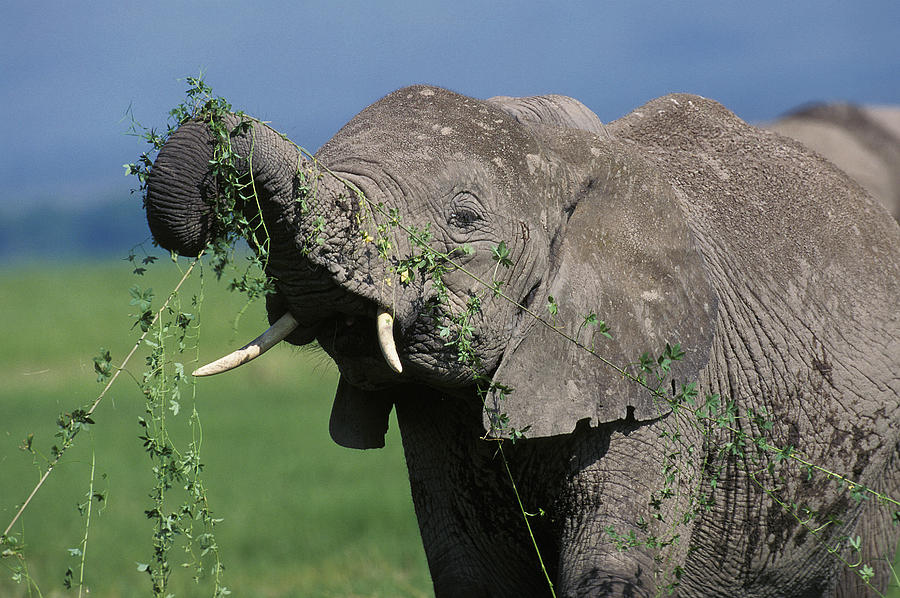 Wildlife Photograph - Elephant Dafrique Loxodonta Africana by Gerard Lacz