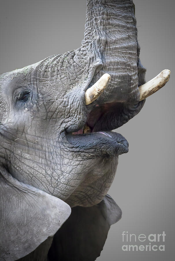 Animal Photograph - Elephant by David Millenheft
