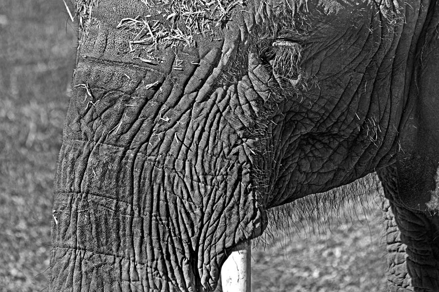 African Elephant Photograph - Elephant.. dont cry by Miroslava Jurcik