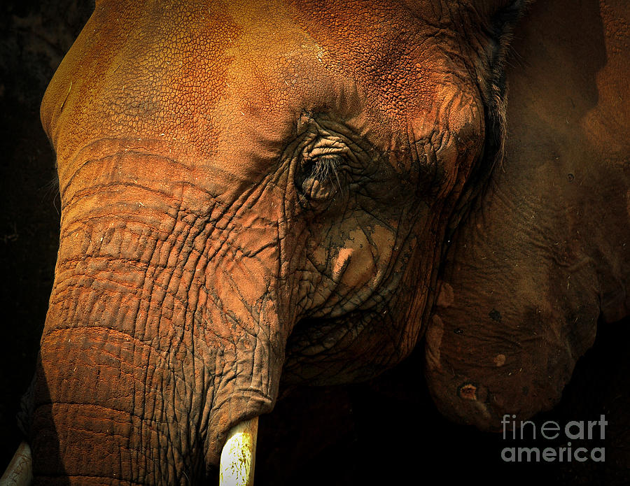 Knoxville Photograph - Elephant by Douglas Stucky