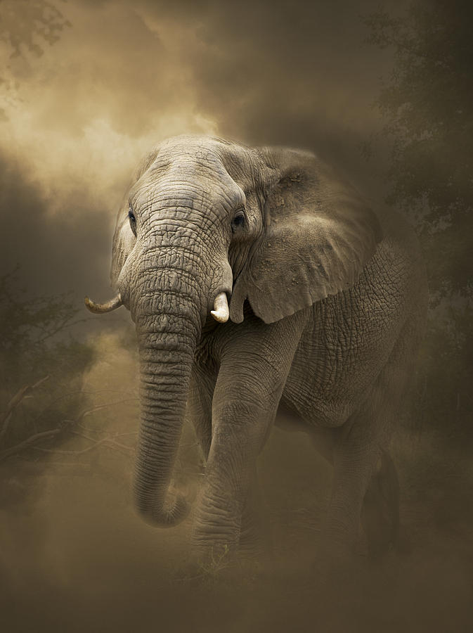 Elephant Dust Bath Photograph by Paul Gregg - Fine Art America