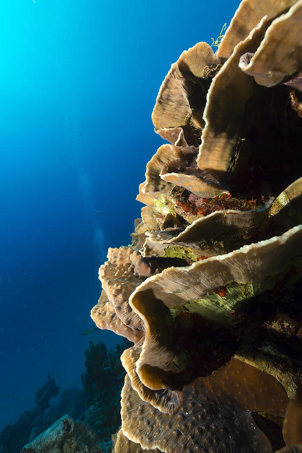 Elephant ear coral mycedium elephantotus in the Red Sea. Photograph by ...