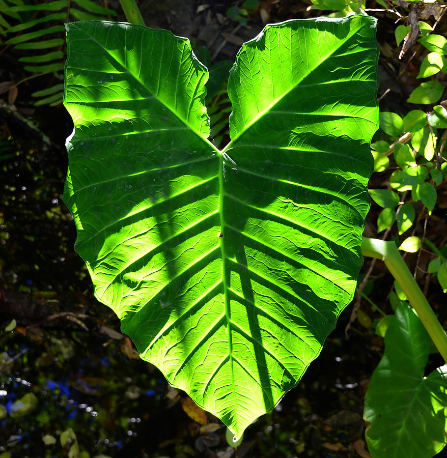 Elephant Ear Plant Photograph by David Lee Thompson