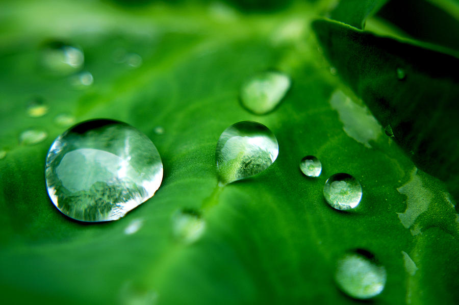 Elephant Ear Water Drops Photograph by Joshua Ward | Pixels