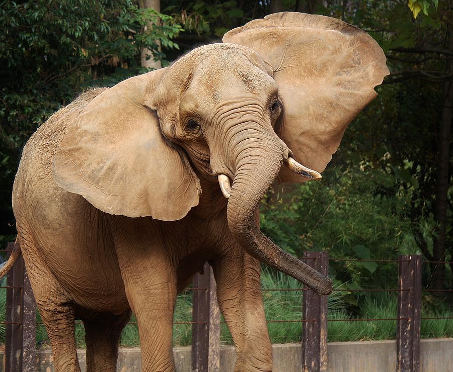 elephant with moving ears