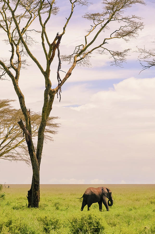Elephant Eating Grass In Serengeti With Photograph by Volanthevist