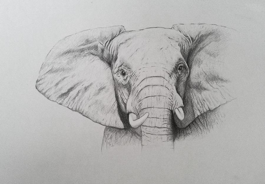 Elephant Drawing - Elephant by Ele Grafton