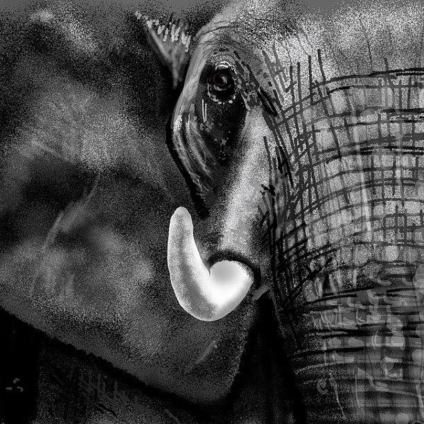 Nature Photograph - #elephant #elephantds2 #tusk #tuskds2 by David Burles