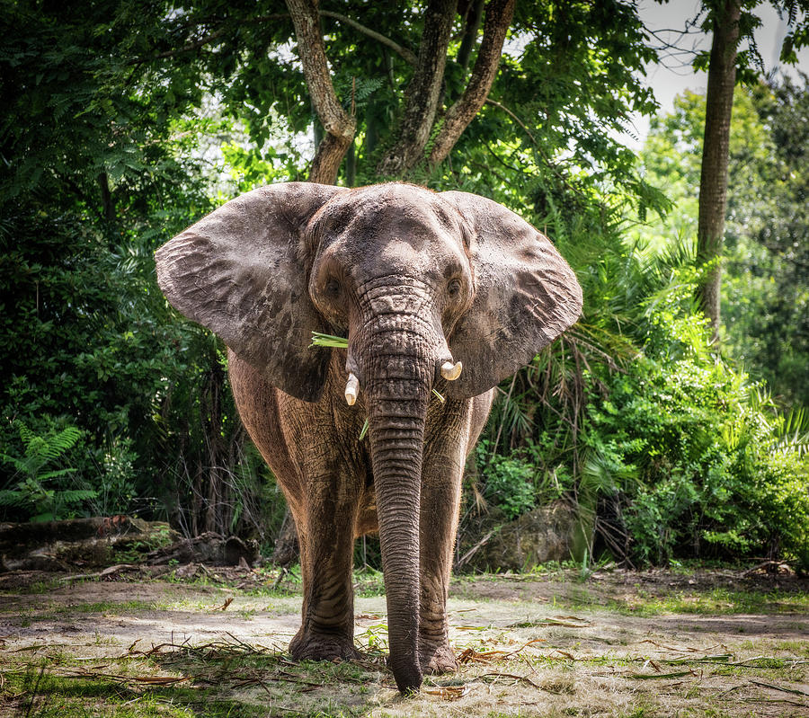 Elephant Photograph by Empphotography