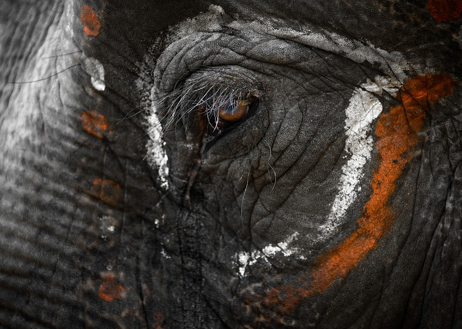 Elephant eye Photograph by Dutourdumonde Photography