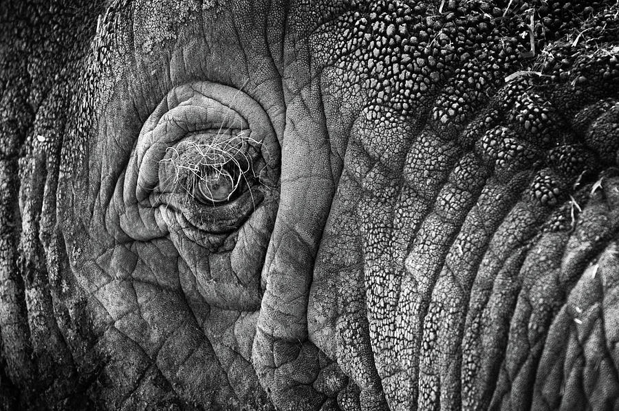 Elephant Eye Photograph by Sebastian Musial