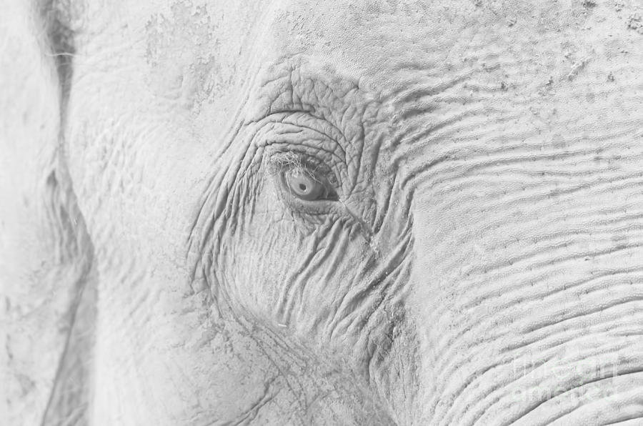 Elephant eye Photograph by Steev Stamford