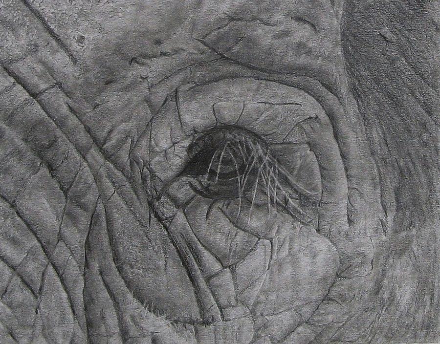 Elephant Eye Drawing by Stephen W Keller Pixels