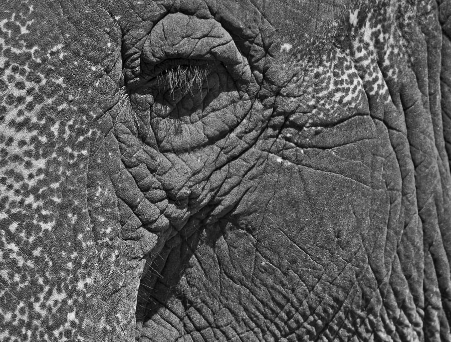 Black And White Photograph - Elephant Eye by Steven Ralser