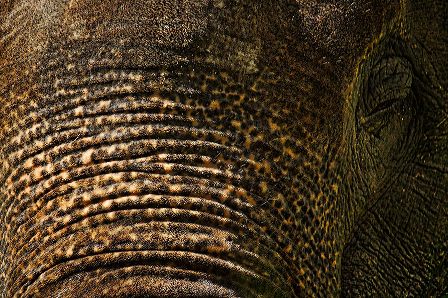 Elephant Eye Photograph by Stuart Litoff