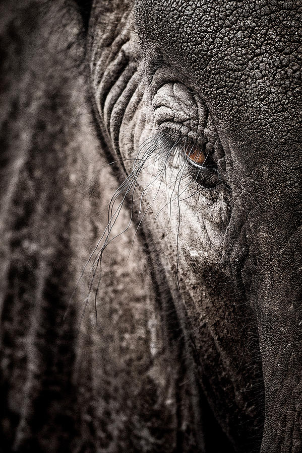 Elephant Eye Verical Photograph by Mike Gaudaur
