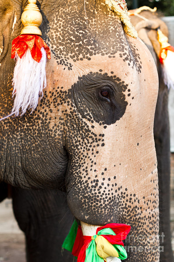 Elephant Face Close Up  Photograph by Tosporn Preede