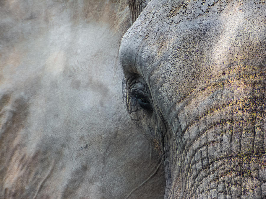 Elephant Portrait by Nila Newsom Elephant Portrait by Nila Newsom
