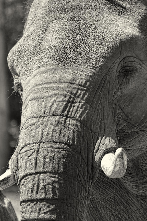 Elephant Face - Pachyderm Photograph by Kathy Clark