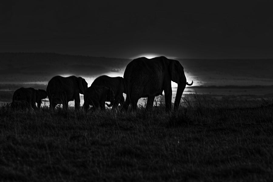 Elephant Family Photograph by Aidan Moran