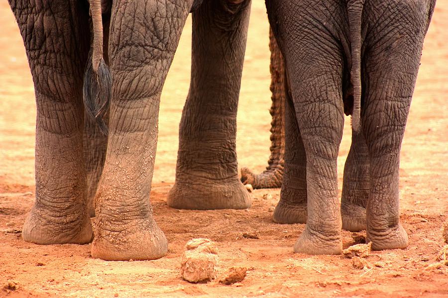 Elephant Family Photograph by Amanda Stadther