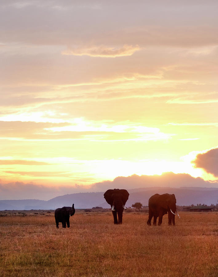 Elephant Family At Sunrise Photograph by Grant Faint