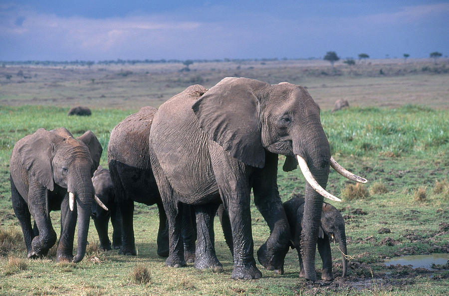 Elephant Family Photograph by Charles Angelo