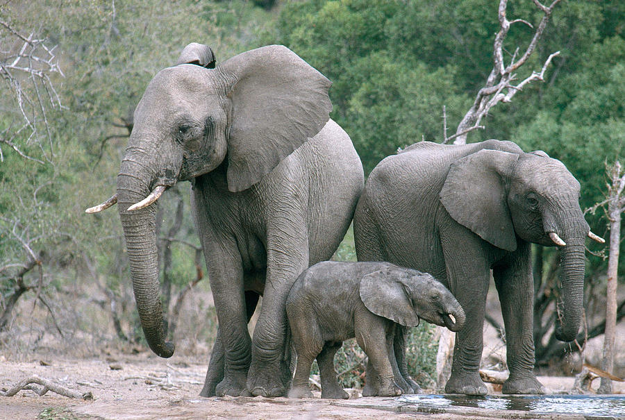 Elephant Family Photograph by Gerald C. Kelley