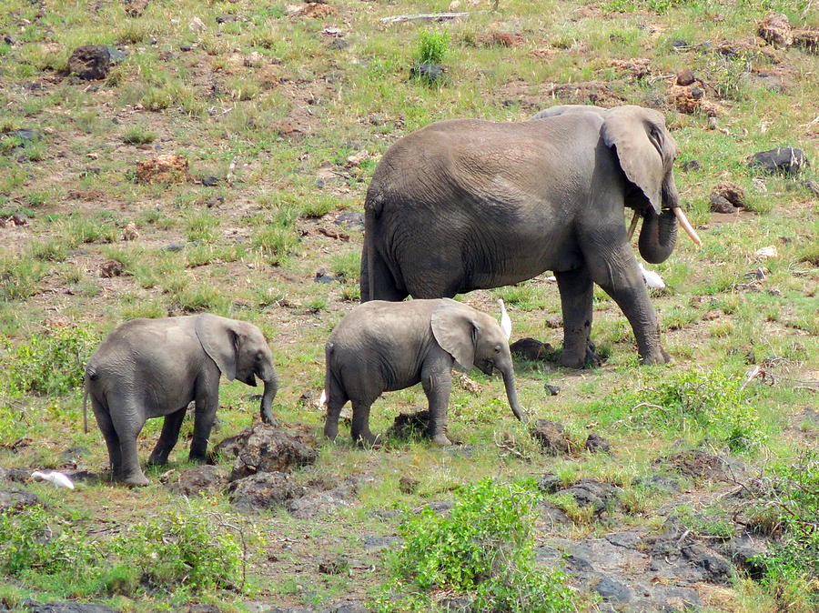Elephant Photograph - Elephant Family in Amboseli Park in Kenya  by Nina Bowling
