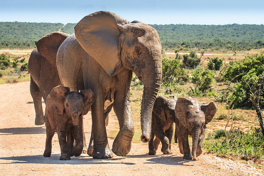 Elephant Family Photograph by Jennifer Ludlum