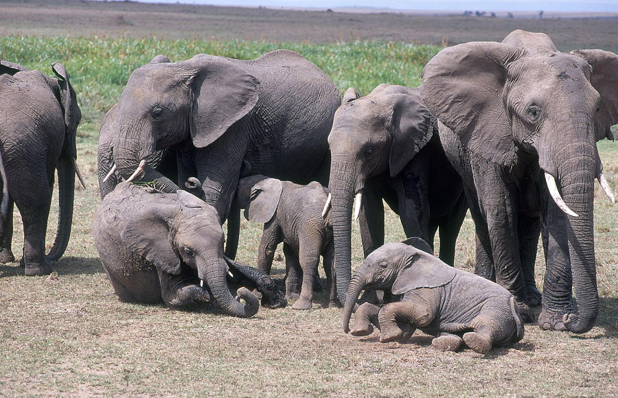 Elephant Family Photograph by Mary Beth Angelo