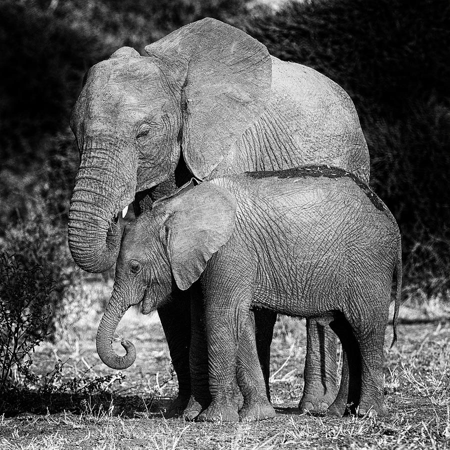 Elephant Family Photograph by Max Waugh