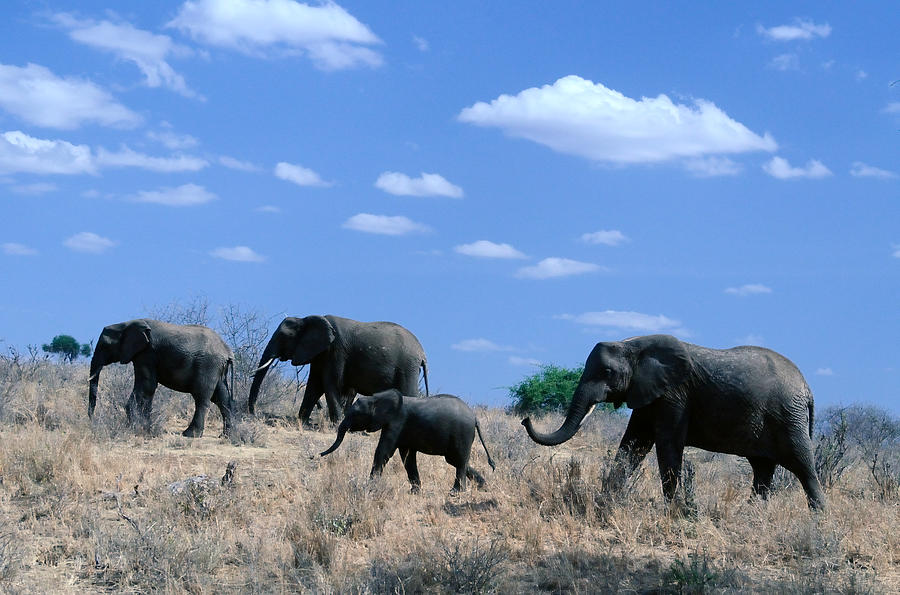 Elephant Family Walk Kenya Photograph by Tom Wurl