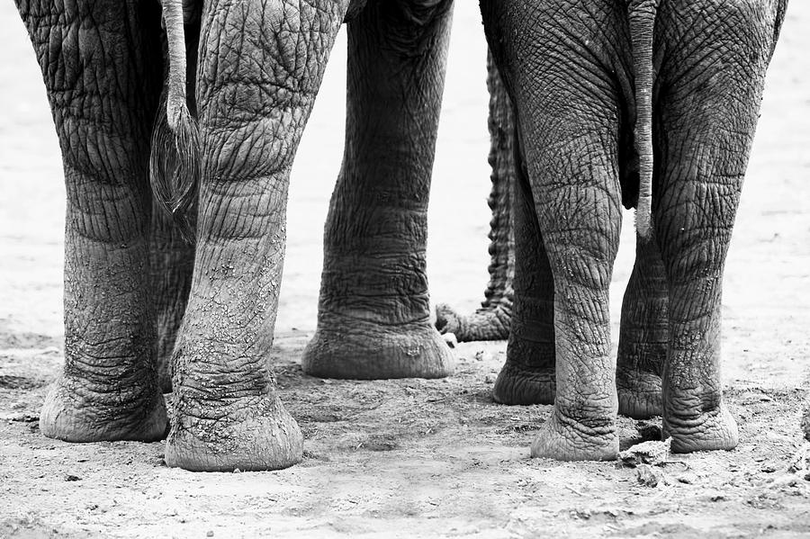 Elephant Feet Photograph by Amanda Stadther