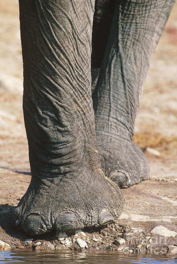 Elephant Feet Photograph by Art Wolfe