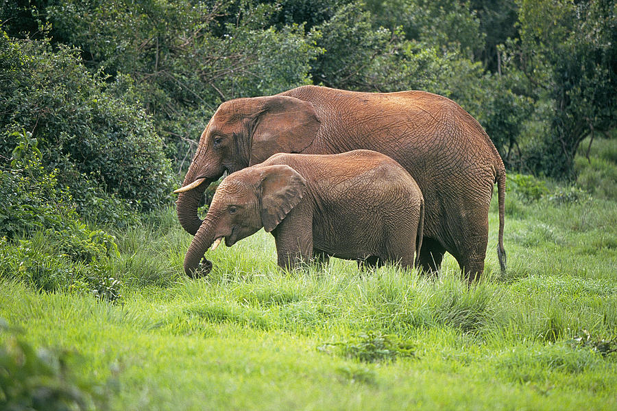 elephant-female-with-calf-photograph-by-buddy-mays