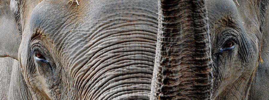 Elephant gaze Photograph by Paulina Roybal