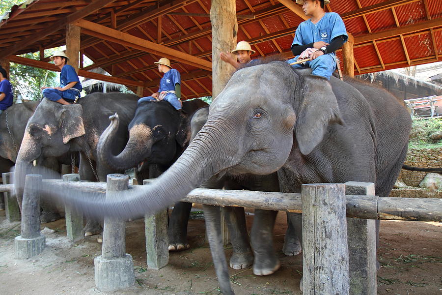 Elephant Photograph - Elephant Greeting - Maesa Elephant Camp - Chiang Mai Thailand - 01133 by DC Photographer